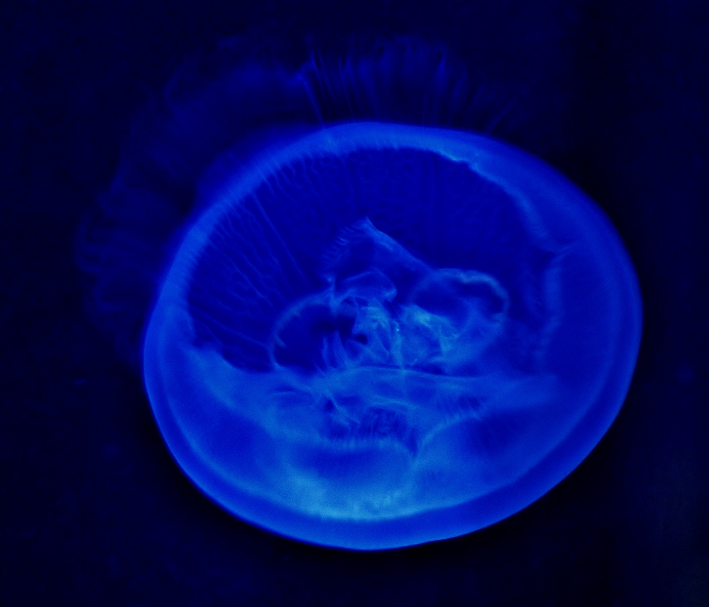 Captive Moon Jellyfish (Aurelia aurita), Artistic Color Enhancements 