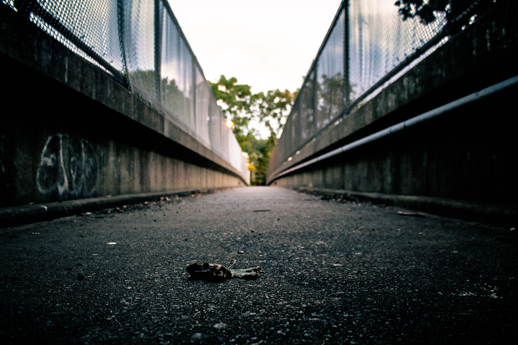 Student:  Marisa Carioti
  Medium:  Digital photograph
  Dimensions:  11