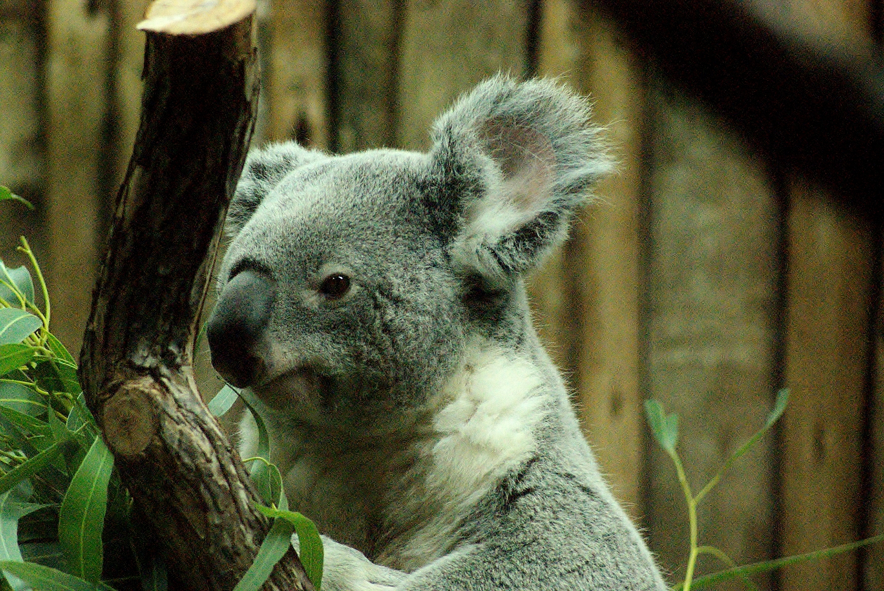 Captive Koala (Phascolarctos cinereus)