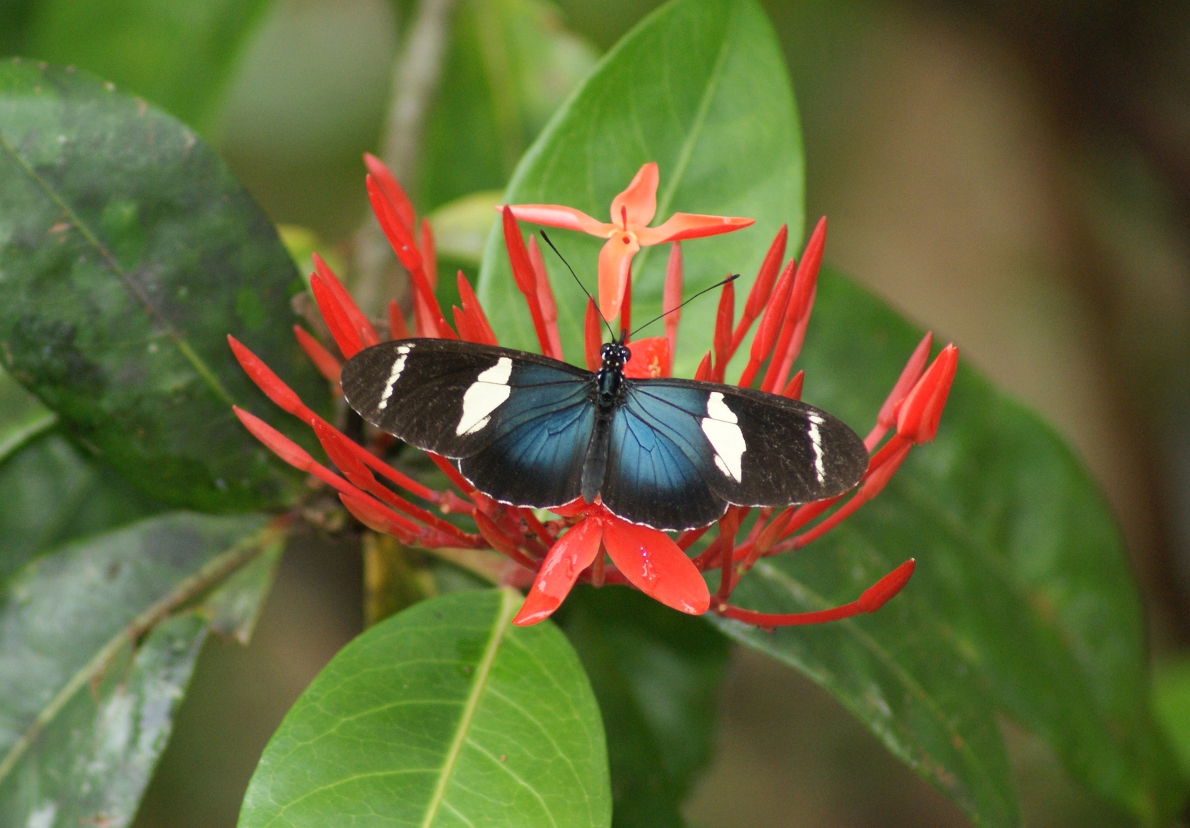 Wild Sara Longwing (Heliconius sara)