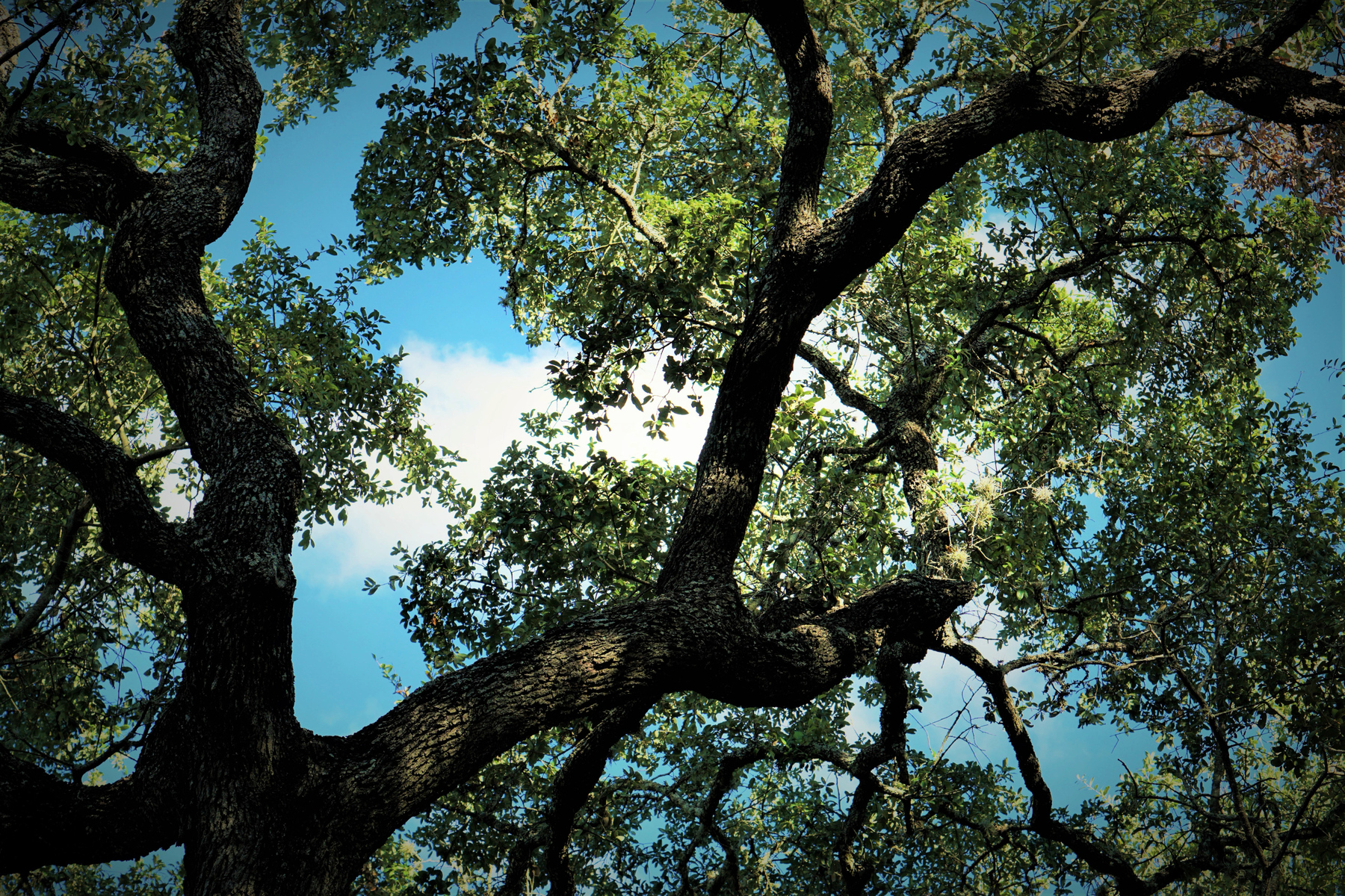 Hill Country Gallery Larry Landaker Photography