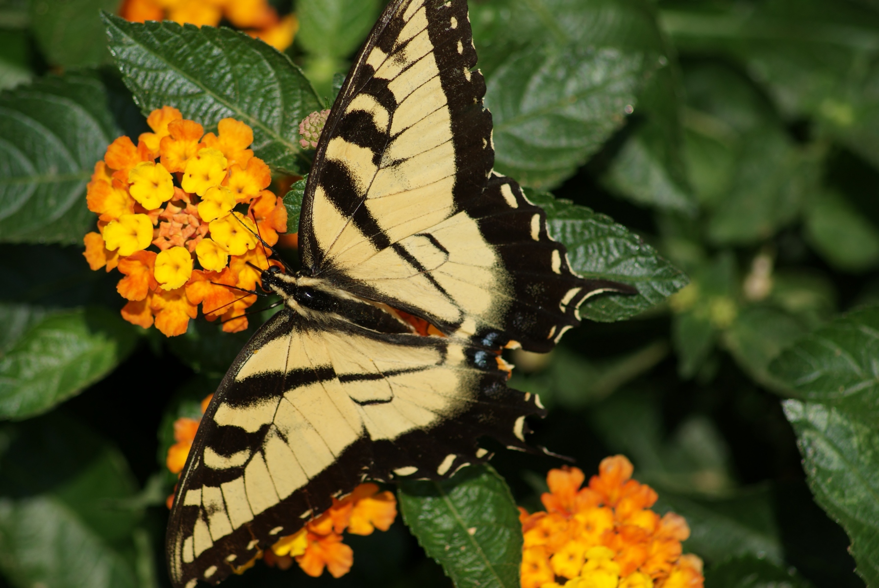 Wild E. Tiger Swallowtail (Papilio glaucus)