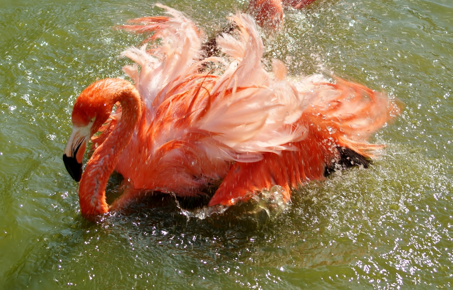 Captive American Flamingo (Phoenicopterus ruber)