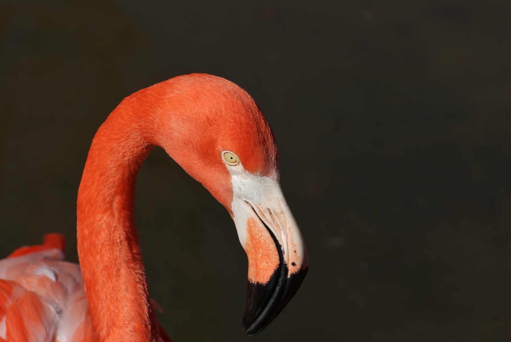 Captive American Flamingo (Phoenicopterus ruber), Nashville Zoo, Nashville, TN