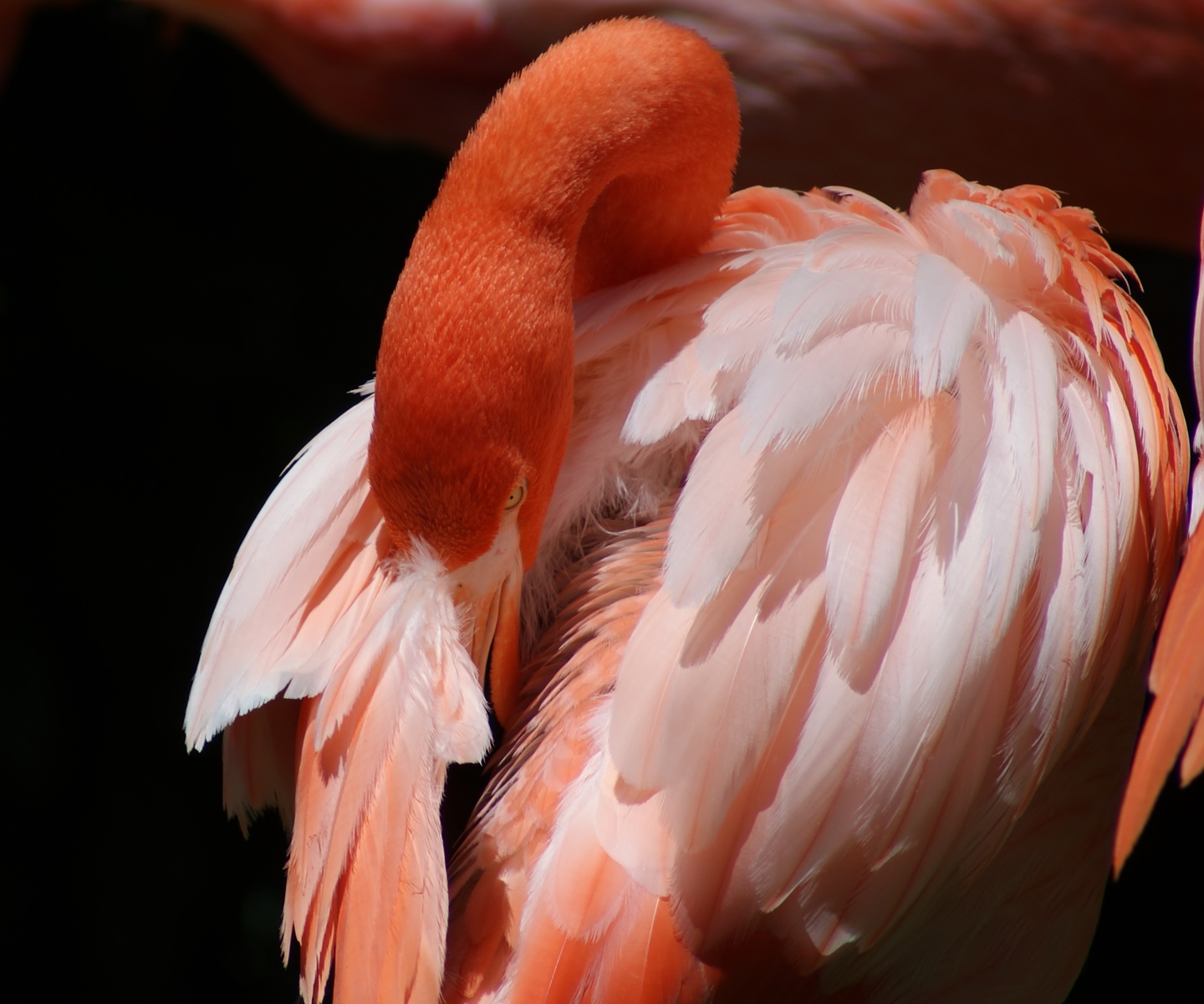 Captive American Flamingo (Phoenicopterus ruber)