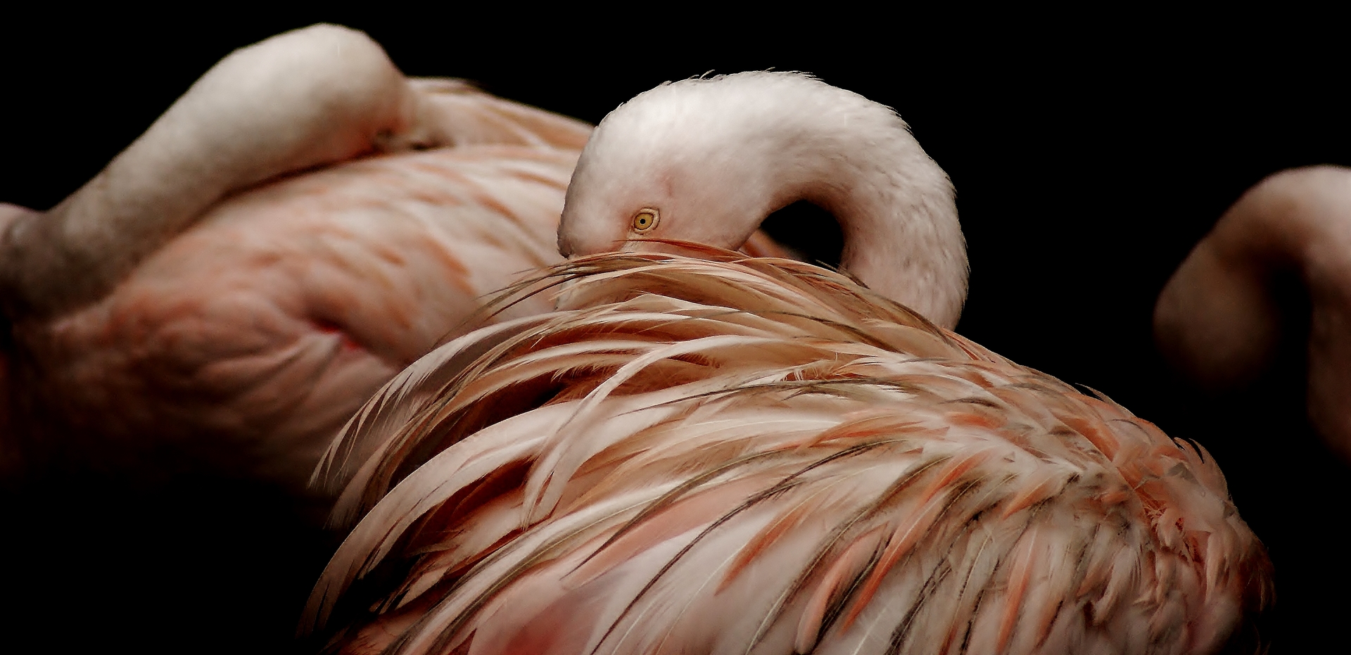 Captive Chilean Flamingo (Phoenicopterus chilensis)