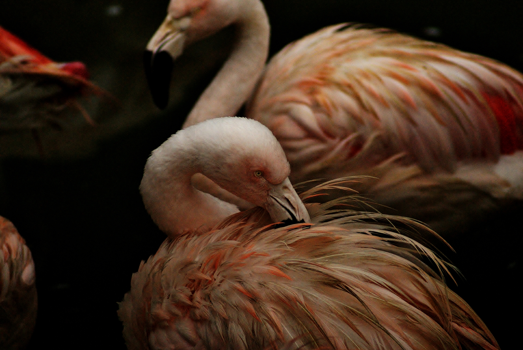 Captive Chilean Flamingo (Phoenicopterus chilensis)