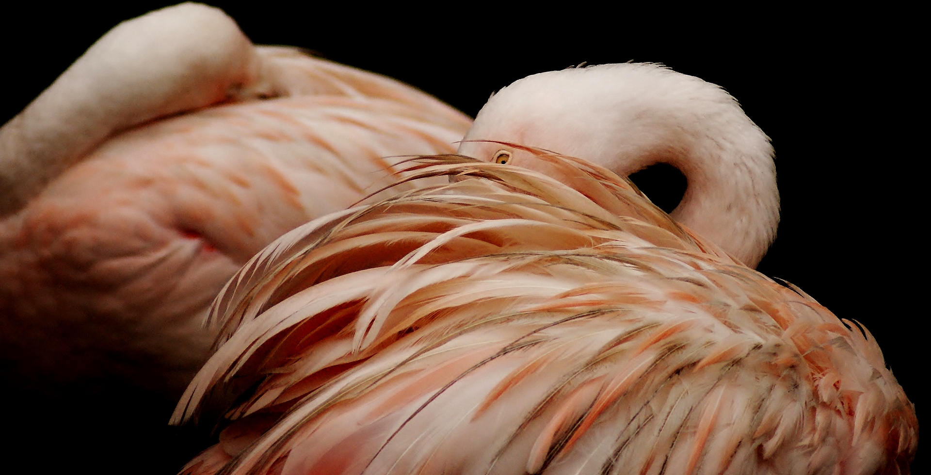 Captive Chilean Flamingo (Phoenicopterus chilensis)