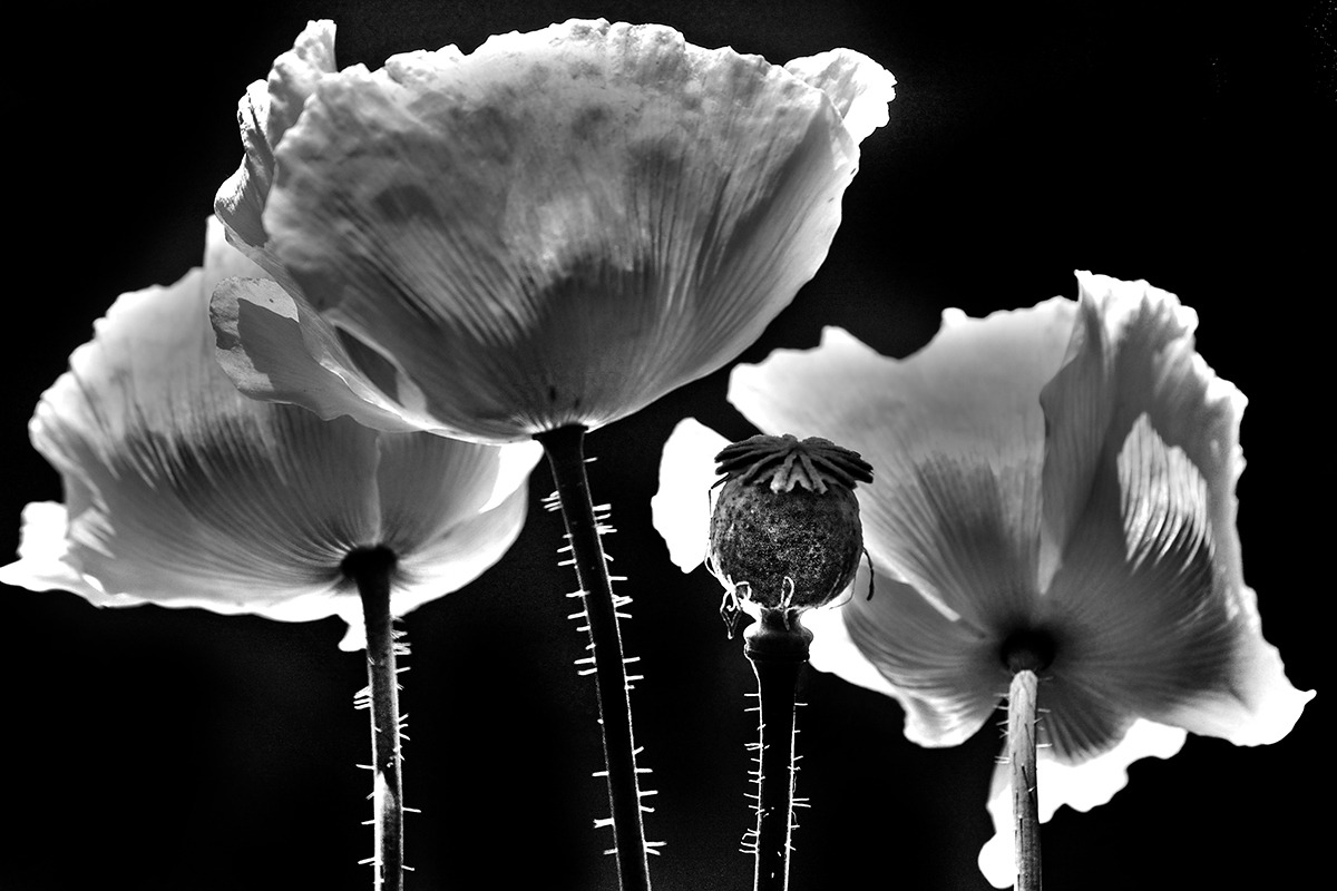 Custom Wall Art | Biggest Little City Photography