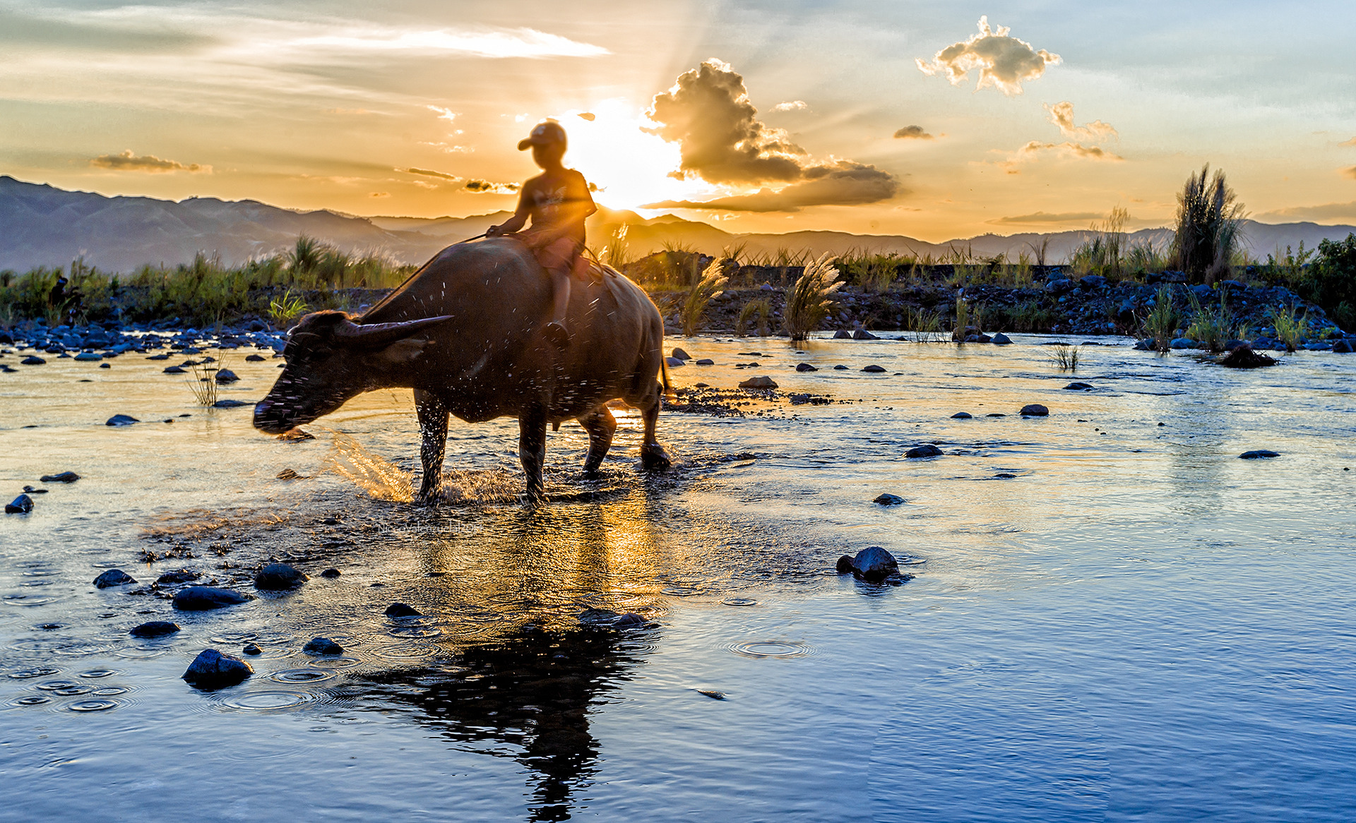 A boy on his Carabao crossing the river at Gabaldon, Nueva Ecija, Philippines
September 2014
