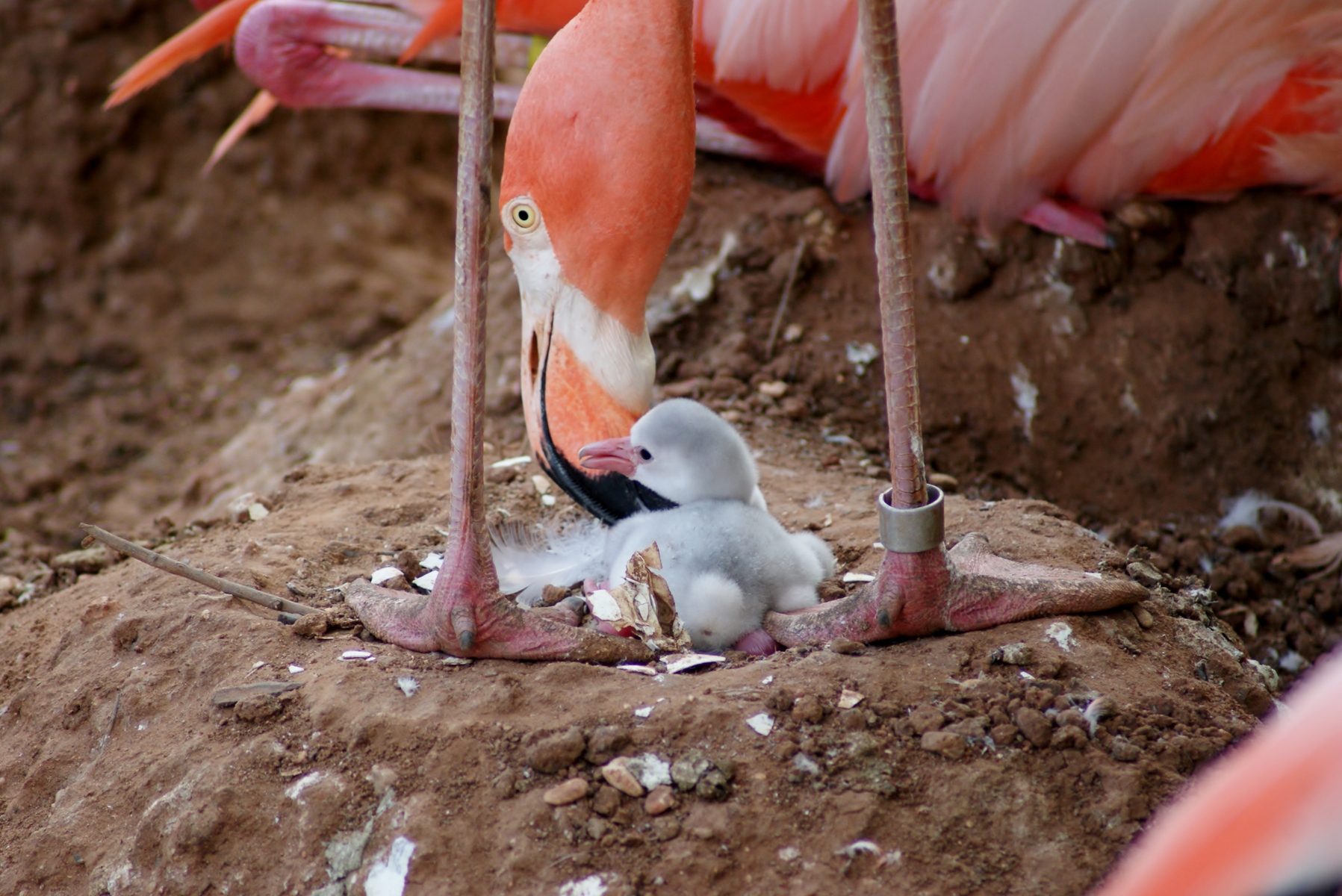 Captive American Flamingo (Phoenicopterus ruber)