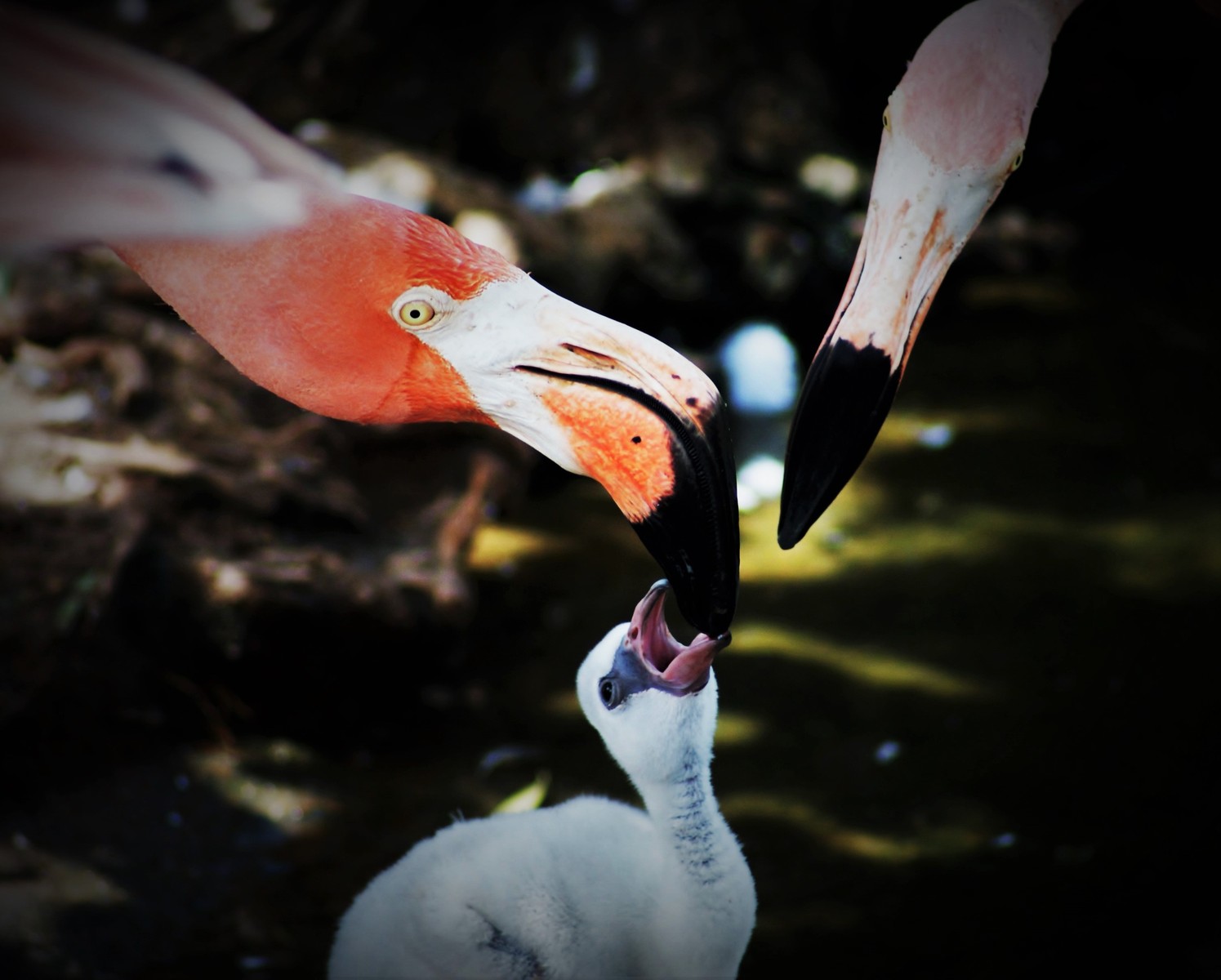 Captive American Flamingo (Phoenicopterus ruber)
